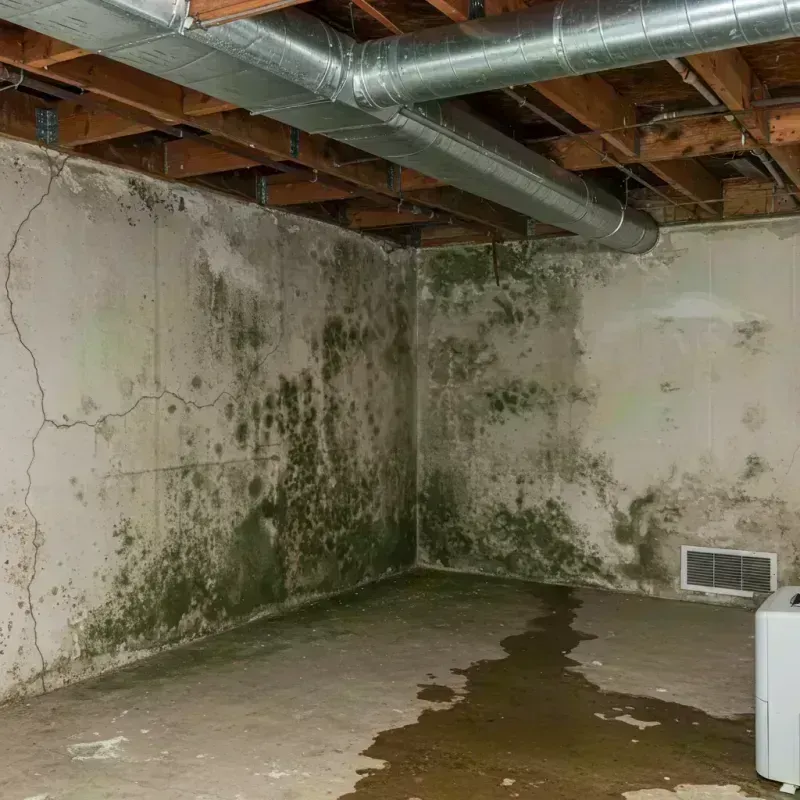 Professional Mold Removal in Ludlow, MA